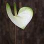 Ramo artificiale Anthurium bianco-verde 55 cm