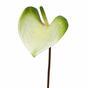 Ramo artificiale Anthurium verde-bianco 50 cm