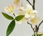 Ramo artificiale Ciliegia crema 120 cm