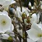Ramo artificiale Crema di magnolia 100 cm