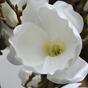 Ramo artificiale Crema di magnolia 100 cm