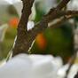 Ramo artificiale Crema di magnolia 100 cm