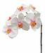 Ramo artificiale di Orchidea rosa-bianco 55 cm