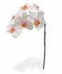 Ramo artificiale di Orchidea rosa-bianco 55 cm