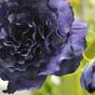 Ramo artificiale Eustoma blu 80 cm