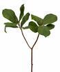 Ramo artificiale Magnolia 65 cm