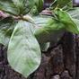 Ramo artificiale Magnolia 65 cm