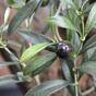 Ramo artificiale Olivo con olive 54 cm