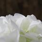Ramo artificiale Ortensia bianca 50 cm