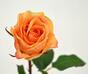 Ramo artificiale Rosa arancione 52 cm