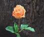 Ramo artificiale Rosa arancione 52 cm