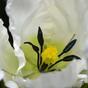Ramo artificiale Tulipano crema 70 cm