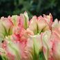 Ramo artificiale Tulipano verde-rosa 70 cm