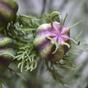Ramo artificiale Viola nero-verde 55 cm