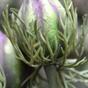 Ramo artificiale Viola nero-verde 55 cm