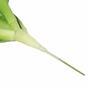 Rosa del deserto artificiale verde 25,5 cm
