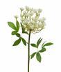 Stelo artificiale Crema di aneto 55 cm