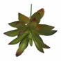 Succulente artificiale Aeonium Arboreum 14 cm