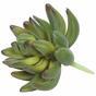 Succulente artificiale Echeveria verde 10 cm