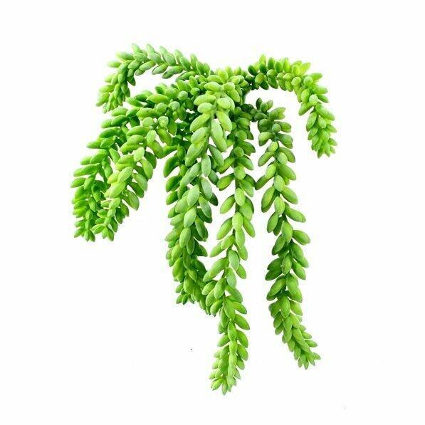 Viticcio artificiale Morganov Stonecrop 25 cm