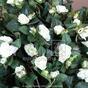 Viticcio artificiale Rosa bianca 70 cm